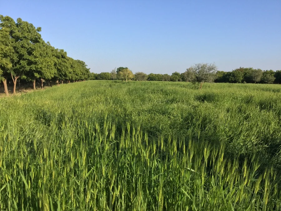 wheat for our chapattis to be harvested after Holi 1200